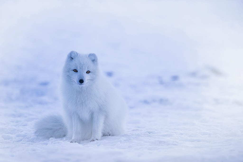 9: The Arctic&nbsp;Fox