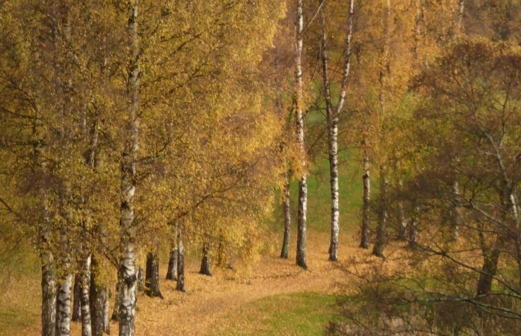 12: Thrifty Trees- why change colour in&nbsp;autumn?