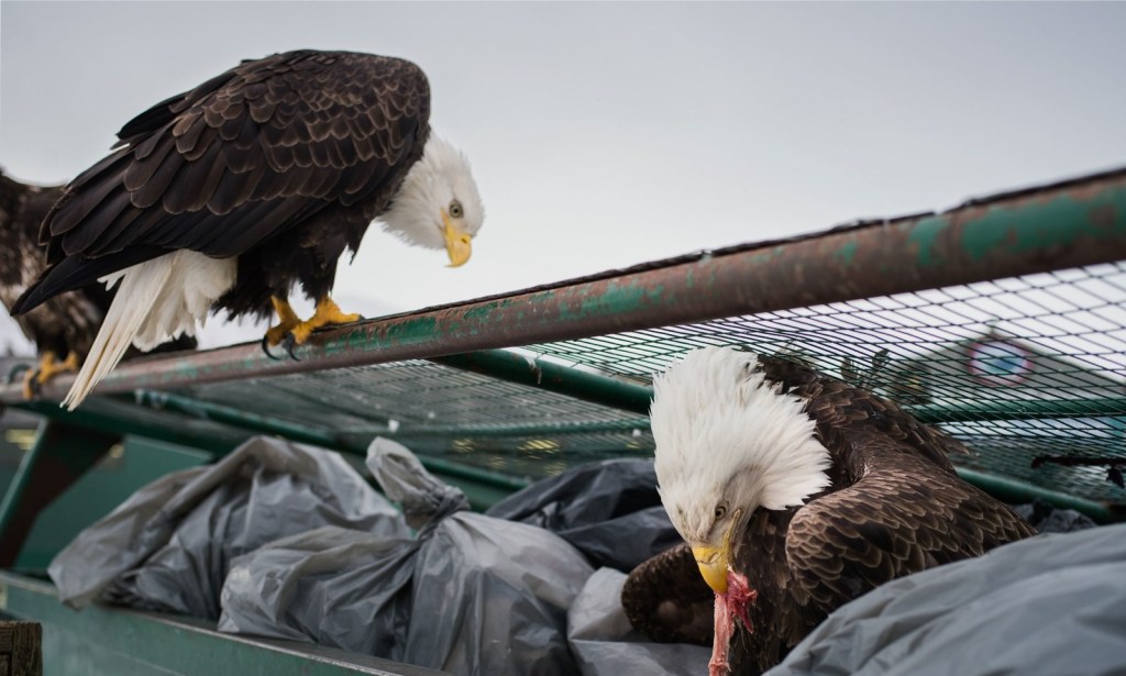 18: Symbiosis- living&nbsp;together