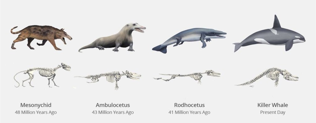 53: Evolution, the hand and useless body&nbsp;parts