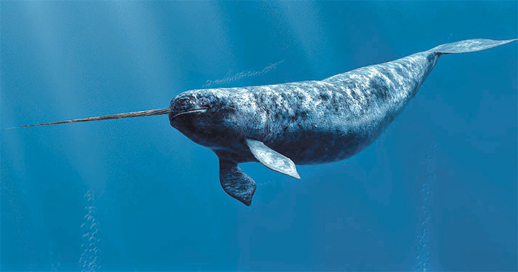 52: Narwhals
