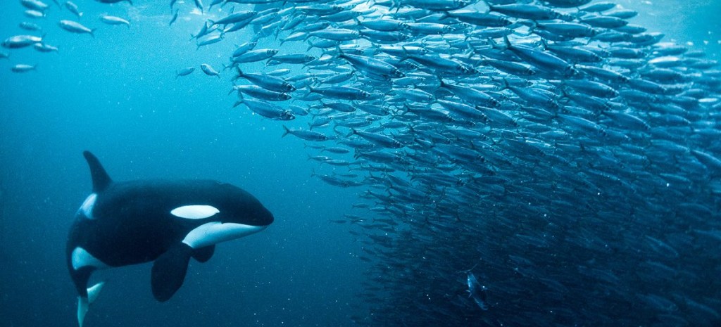 61: Whale vs Fish, what’s the&nbsp;difference?