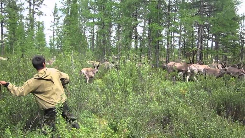 59: Evenki- People of the Russian&nbsp;North