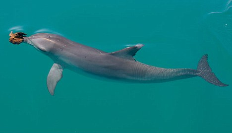 63: The Complexity of&nbsp;Animals