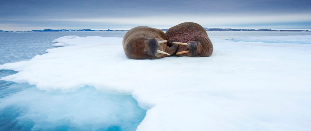 70: The Wonderful&nbsp;Walrus