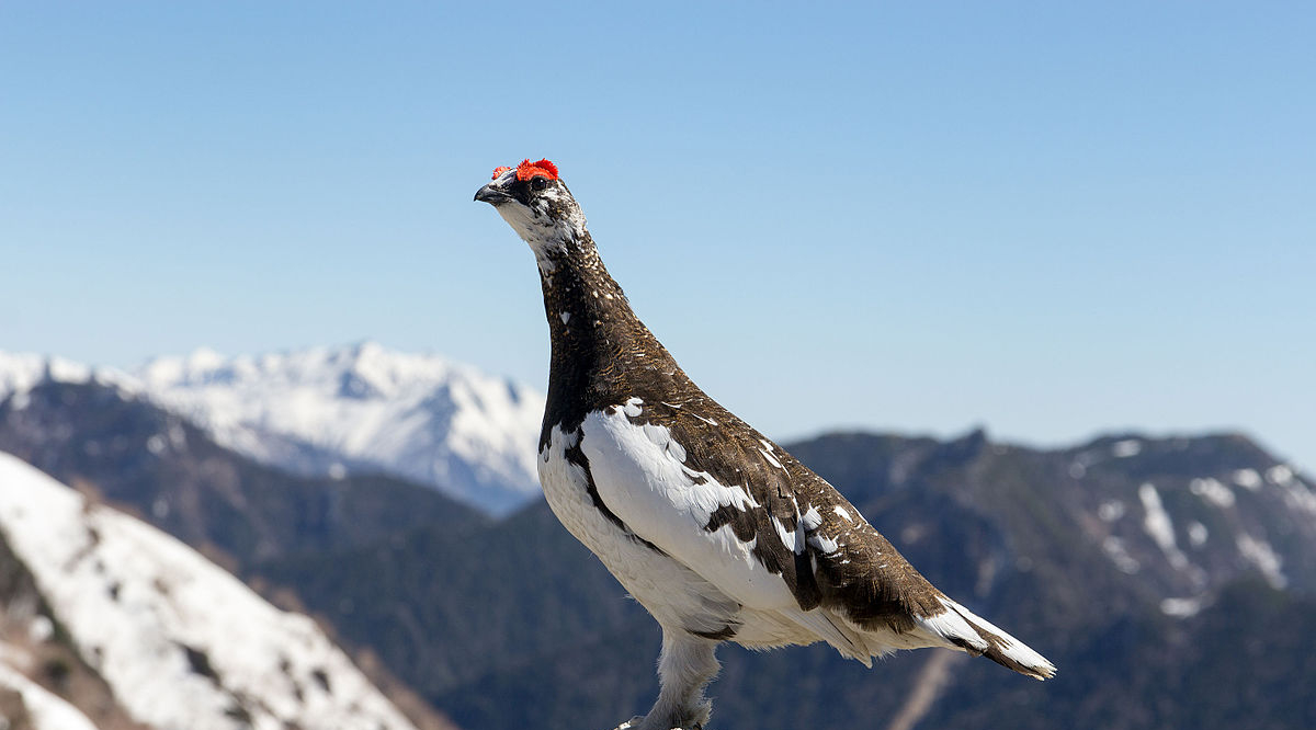 77: Ptarmigans, aka Thunderbirds – Notebook from the North