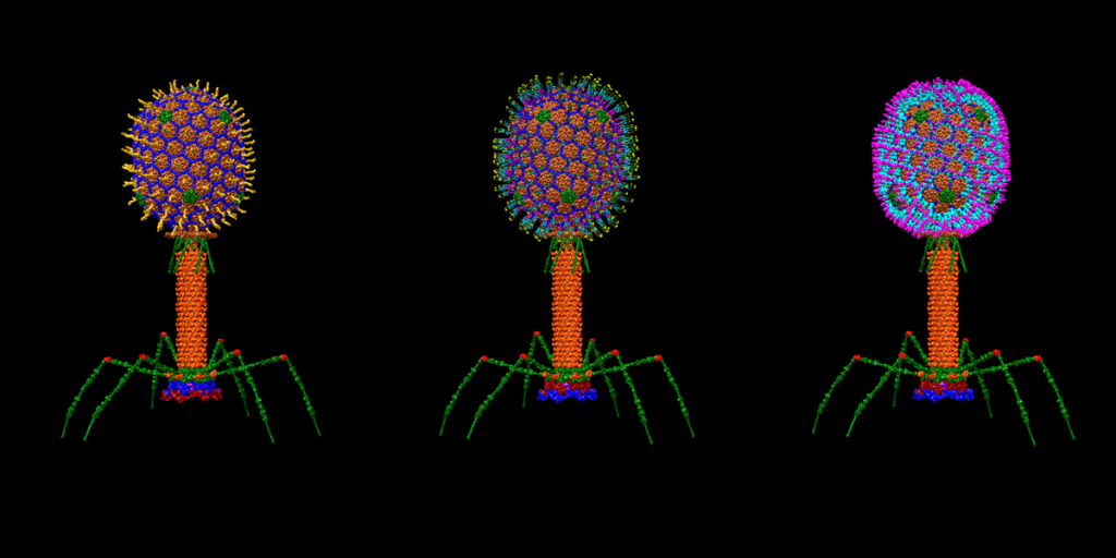 76: Bacteriophage, the virus we like